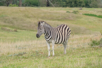 Obraz na płótnie Canvas Portrait of zebra in the Nature