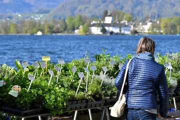 Wochenmarkt in Gmunden am Traunsee, Österreich, Europa - Weekly green market in Gmunden on...