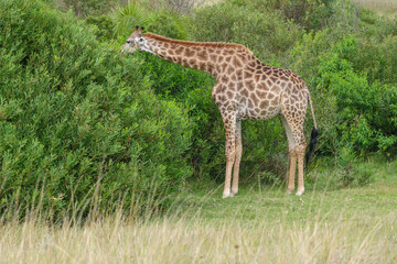 Naklejka na ściany i meble Giraffe feeding off of a bush, in the game park, reserve in South Africa 