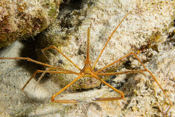 A closeup shot of an arrowhead crab in the ocean.