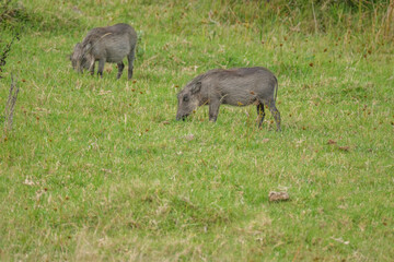 Fototapeta premium Portrait of warthog in the Nature