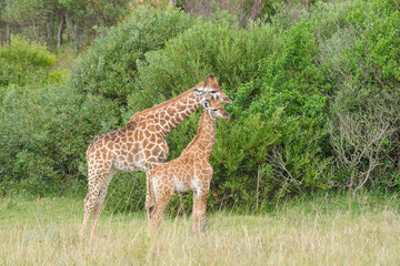 Young Giraffe siblings in a game reserve, park in South Africa