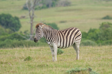 Portrait of zebra in the Nature