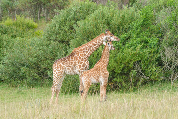 Young Giraffe siblings in a game reserve, park in South Africa