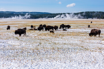 A large herd of bison with calves graze on a snow cover field in Yellowstone National Park. Plumes of smoke rising over the blue sky from active geysers on horizon.