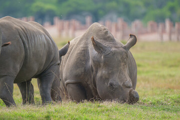 Naklejka premium Portrait of Rhino in the Nature