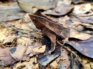 Rhinella castaneotica is a species of toad in the family Bufonidae. Amazon rainforest. Balbina, Brazil