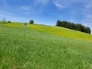 landscape with grass and sky