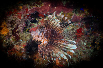 Naklejka na ściany i meble An invasive red lionfish in its new home on the reef in Grand Cayman