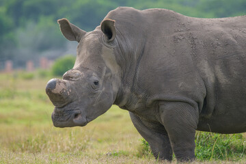 Obraz premium Rhino in a game park, reserve in south Africa