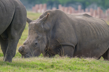 Fototapeta premium Portrait of Rhino in the Nature