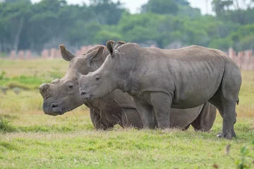 Foto op Plexiglas Portrait of Rhino in the Nature © fotorudi_101