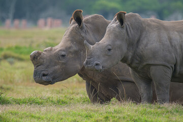 Naklejka premium Portrait of Rhino in the Nature