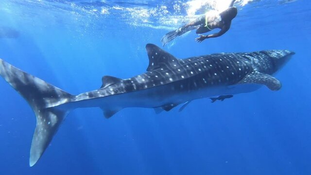 Slow motion shot diving Big whale shark (Rhincodon typus) feeding on plancton behind boat at night and swims in blue water in Maldives, Bohol Sea, Philippines, Southeast Asia. Underwater video.