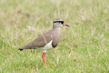 Crowned plover running along the grass