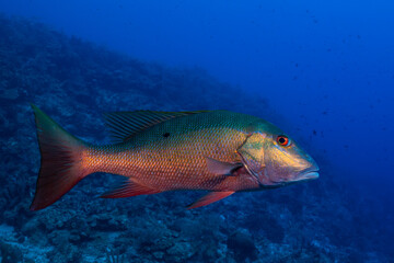 Fototapeta premium A mutton snapper on a coral reef in the Cayman Islands
