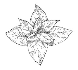 Mint fresh branch with leaves. Vintage hatching monochrome black illustration
