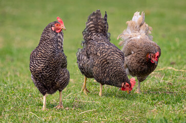 hens on a meadow close up
