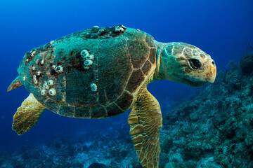 A loggerhead turtle who judging by his size and barnacles on his shell is old. The turtle is cruising the reef during mating season looking for a partner