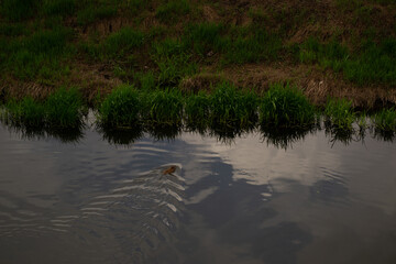 ducks on the water