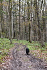 Bouvier Des Flanders dog walking off leash in forest