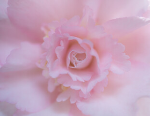 a closeuip soft focus shot of a pink begonia flower