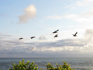 flock of seagulls
