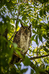 owl on a branch