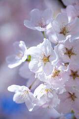 Pink cherry blossom closeup