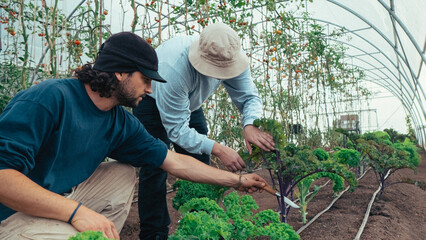 Fototapeta premium two man, Latin farmer harvesting fresh kale close-up, organic vegetable in greenhouse in nursery. Healthy food high in nutrients, vegetable gardener teaching how to cut kale