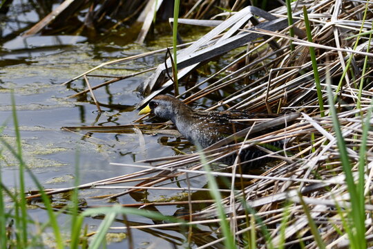 Sora bird walking though reeds