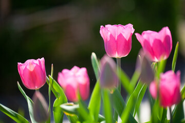 Pink tulips standing upright under sunlight in the garden