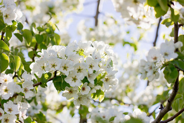 tree blossom