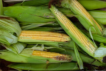 Peeled and semi-peeled corn on the cob. Lots of corn, some peeled some unpeeled. Background of corn on the cob.