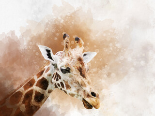 Watercolor painting of a Giraffa camelopardalis antiquorum also known as the Central African giraffe © britaseifert