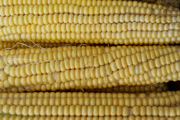 Corn close-up full frame background.