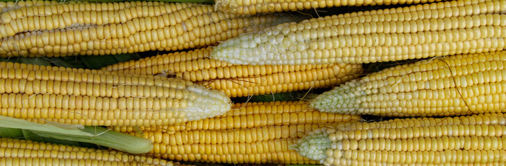 Banner. Long corn cobs after harvest. Freshly harvested corn.