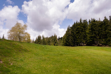 Fototapeta na wymiar green meadow in the orecchiella park in the Tuscan garfagnana