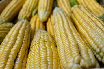 Freshly harvested ripe corns. Young corn on the cob.