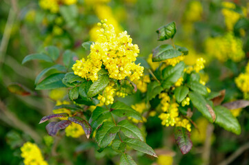 bee on yellow flower