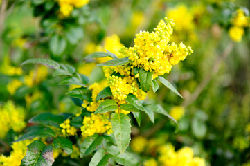 yellow flowers in spring
