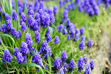 lavender flowers in the garden