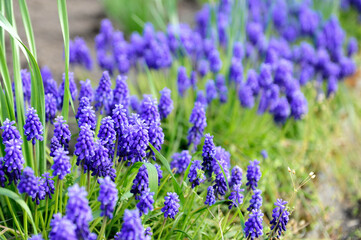 lavender flowers in the garden