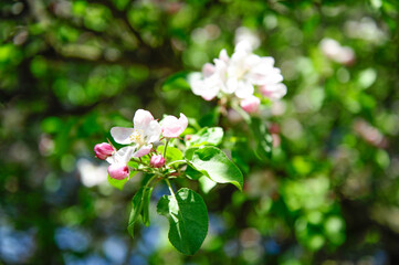 pink apple flowers in the garden