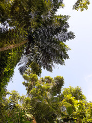 Mata Atlântica 
Atlantic Forest