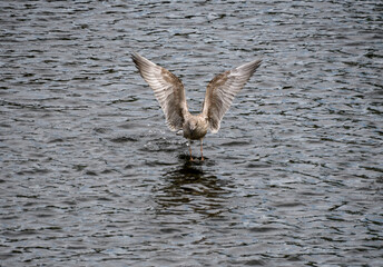 Herring gull landing