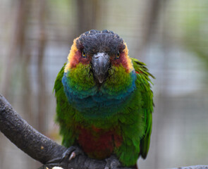 Blue throated Conure
