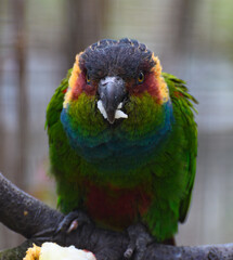 Blue throated Conure