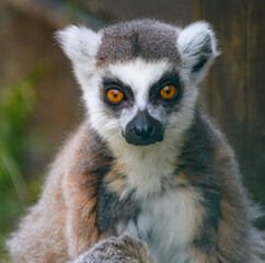 Obraz premium Ring Tailed Lemur