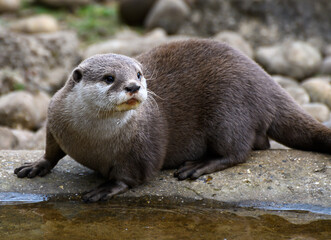 Asian Short Clawed Otter - 432950520
